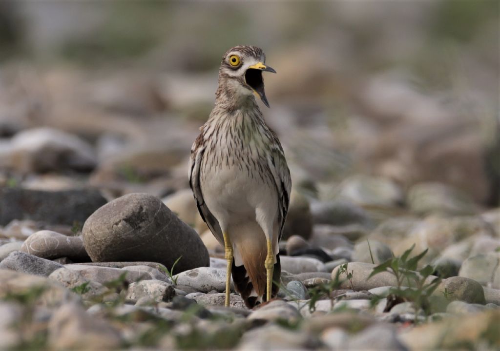 Occhioni e la legge della natura